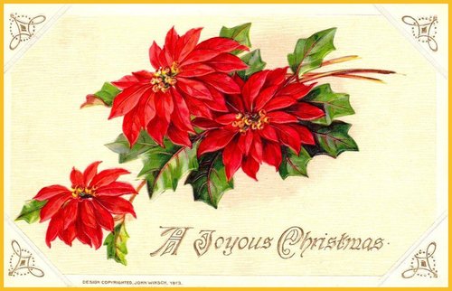 Vintage 1913 Poinsettia Christmas Card - Red Flowers Holly