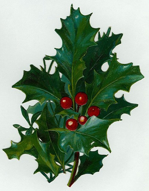 Victorian Holly Botanical Greeting Card with Red Berries