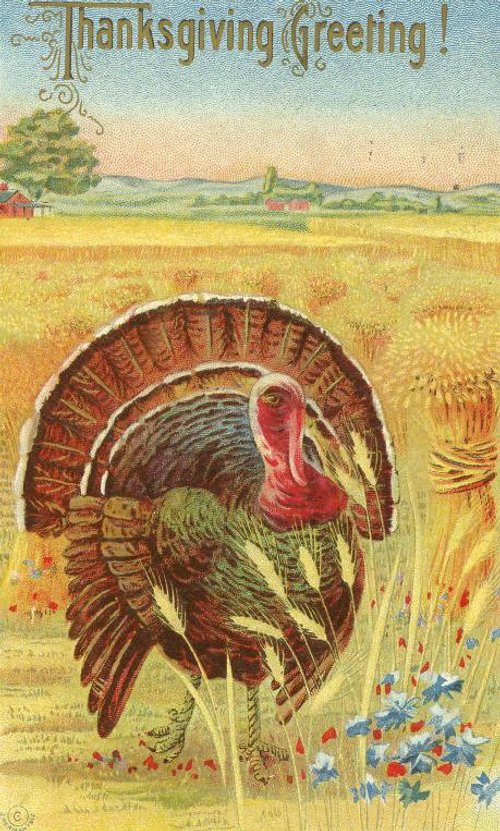 Vintage Thanksgiving Greeting Card with Wild Turkey Farm Scene