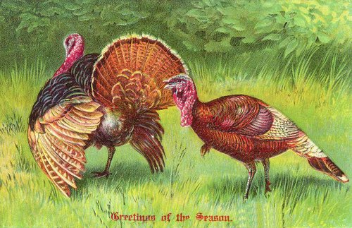 Vintage Thanksgiving Greeting Card: Wild Turkeys Victorian Era