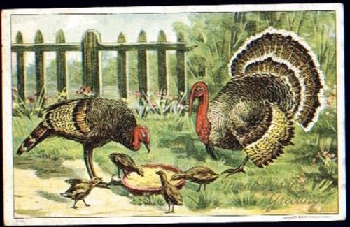 Victorian Wild Turkey Greeting Card with Poults in Garden