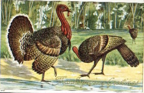Vintage Wild Turkey Greeting Card - Victorian Era Nature Illustration