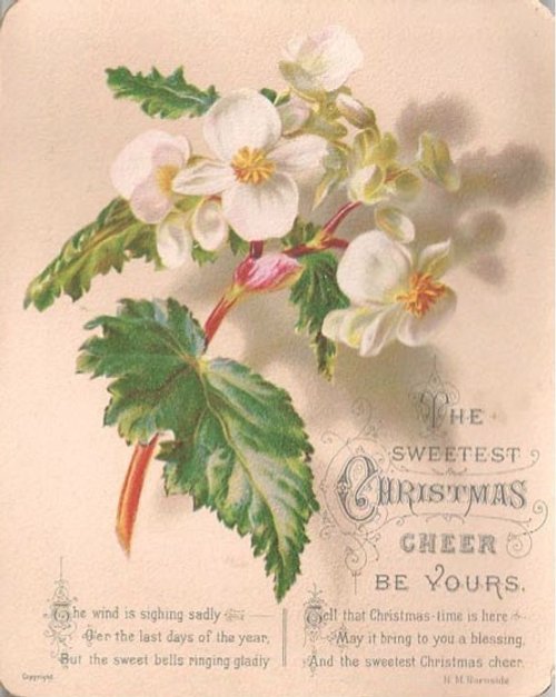 Victorian Christmas Greeting Card with Begonia Blossoms