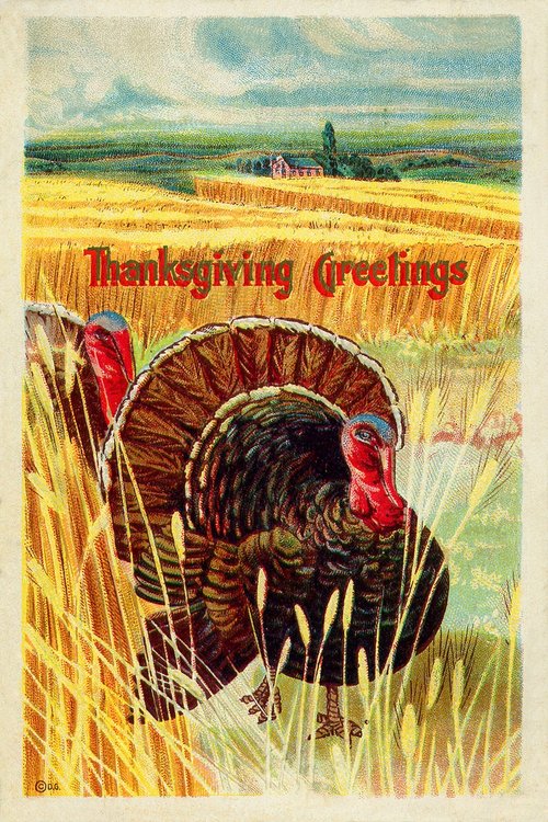 Vintage Thanksgiving Greetings Card with Wild Turkey in Wheat Field