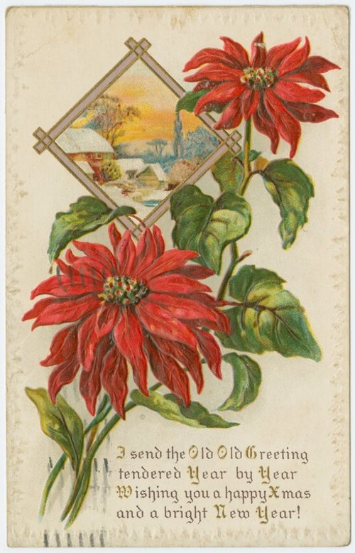 Edwardian Christmas New Year Postcard Red Poinsettias Winter Scene