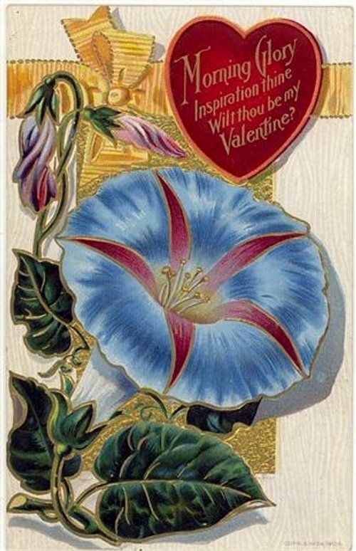 Vintage Morning Glory Valentine Card, Victorian Era Floral